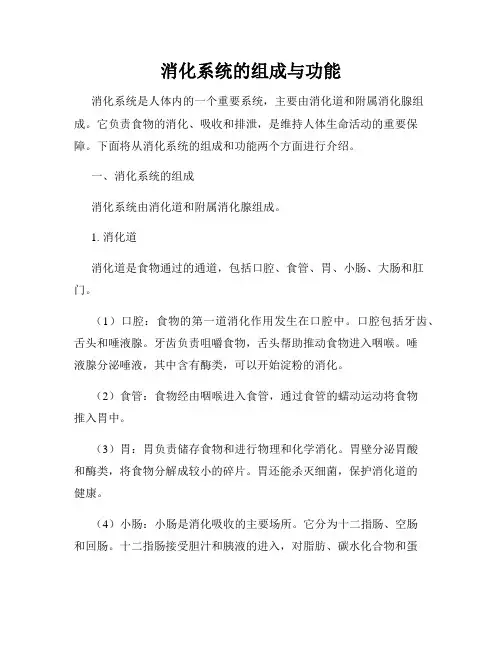 消化系统的组成与功能