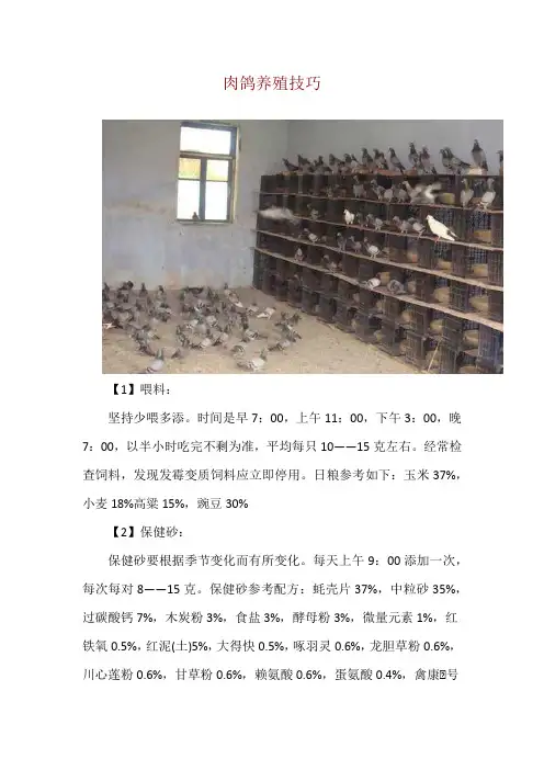 肉鸽养殖技巧
