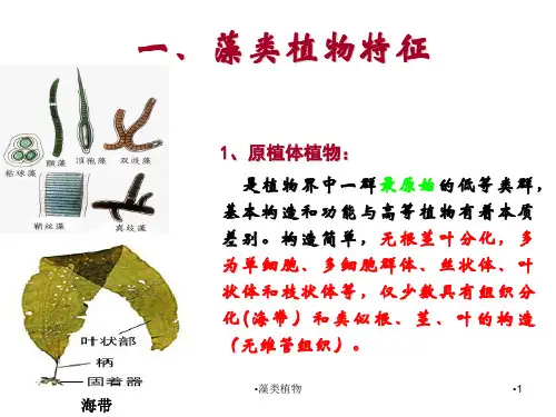 藻类植物课件