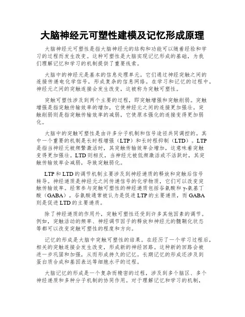 大脑神经元可塑性建模及记忆形成原理