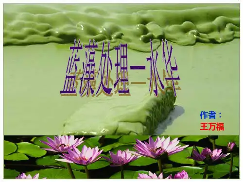 水华 蓝藻