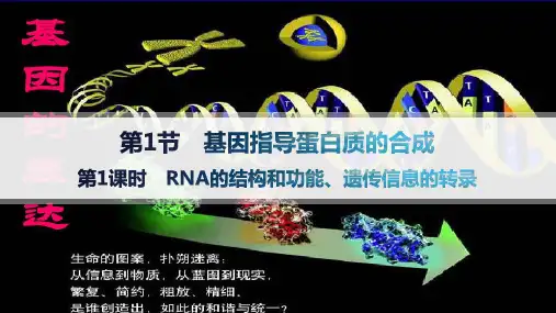 人教版高中生物学必修2精品课件 第4章 第1节 第1课时 RNA的结构和功能、遗传信息的转录 (2)