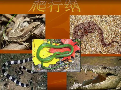 爬行动物