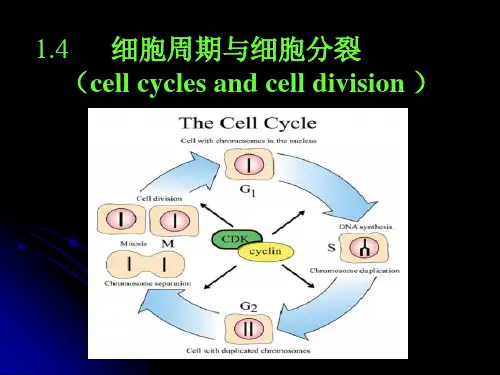 1.4细胞周期等课件