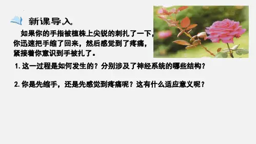 神经调节的基本方式课件2022-2023学年高二上学期生物人教版选择性必修1