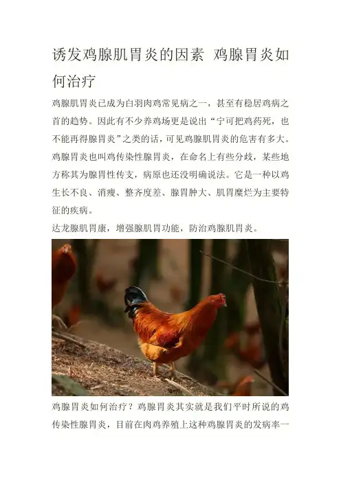 诱发鸡腺肌胃炎的因素 鸡腺胃炎如何治疗
