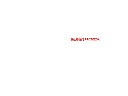 原生动物门 PROTOZOA