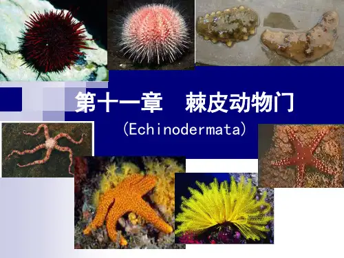 11棘皮动物和半索动物