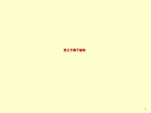 第五节裸子植物