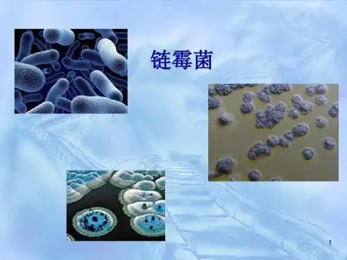 链霉菌及其主要抗生素ppt课件