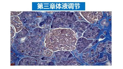 人教版激素与内分泌系统精品课件1