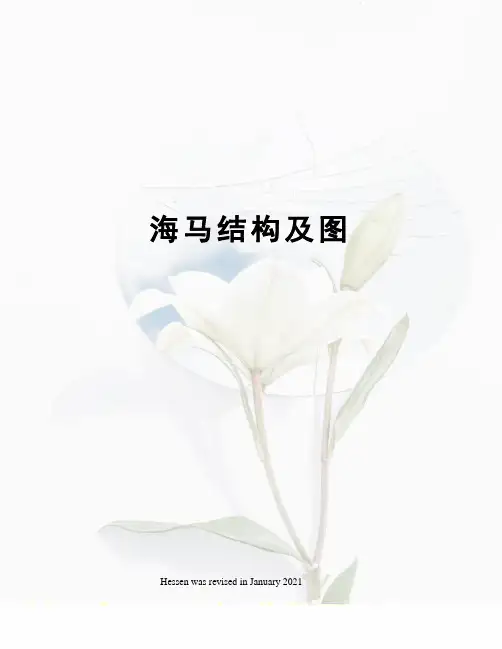 海马结构及图