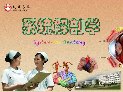人体解剖学ppt课件