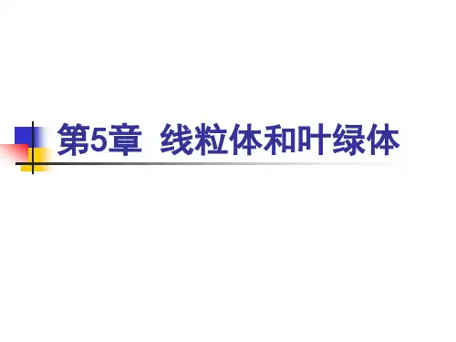 第5章-线粒体与叶绿体1