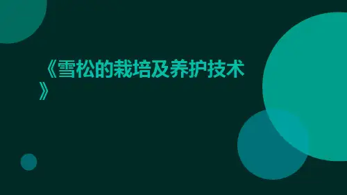 雪松的栽培及养护技术