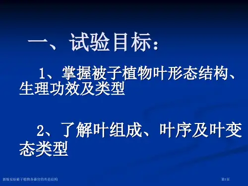 新版实验被子植物各器官的形态结构