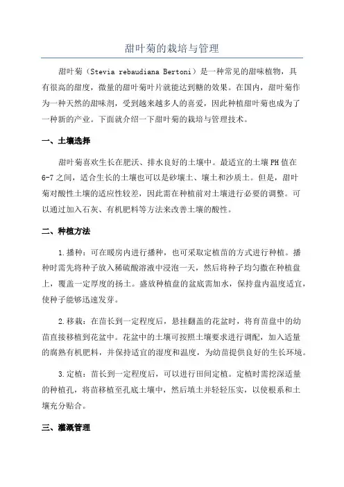 甜叶菊的栽培与管理