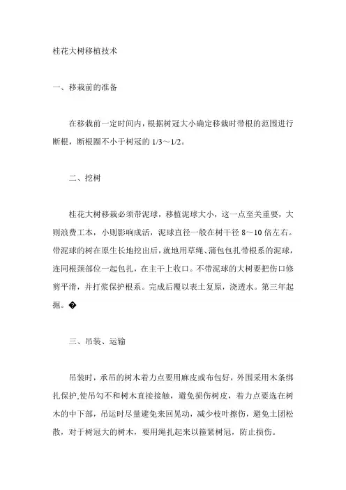 桂花大树移植技术