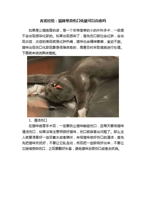 养宠经验：猫咪绝育伤口化脓可以自愈吗