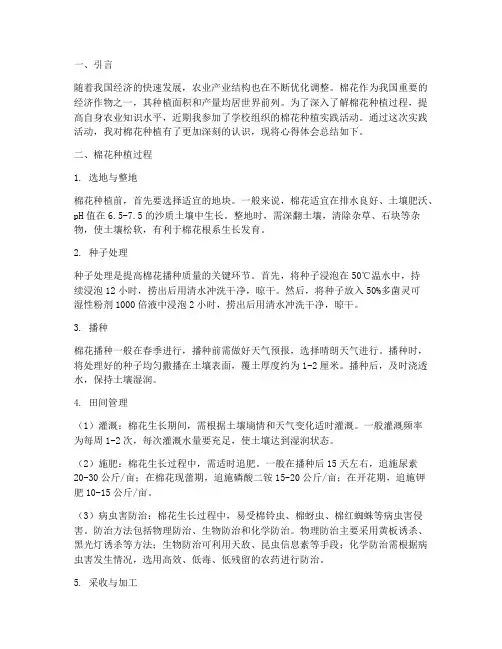 种棉花实践报告心得体会