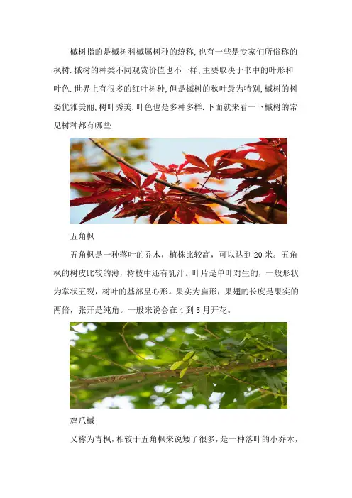 槭树的常见品种分类
