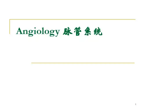 心血管系统英文PPT课件