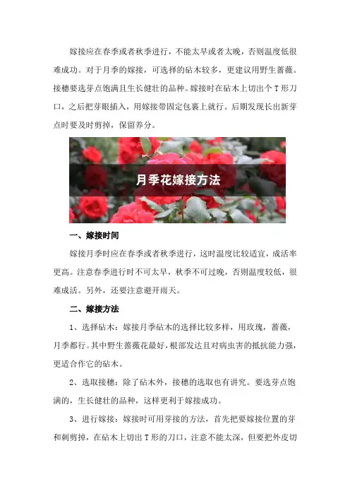 月季花嫁接方法