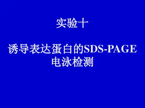 11蛋白质的SDS-PAGE电泳