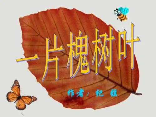 《一片槐树叶》的课件