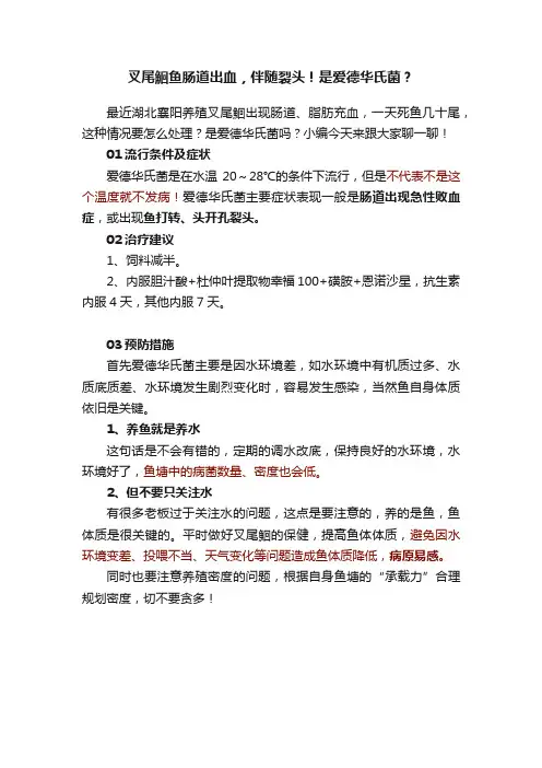 叉尾鮰鱼肠道出血，伴随裂头！是爱德华氏菌？