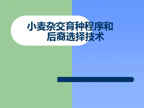 小麦杂交育种程序和后代选择技术