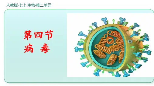 人教版生物七年级上册2.3.4《病毒》课件(共29张PPT)