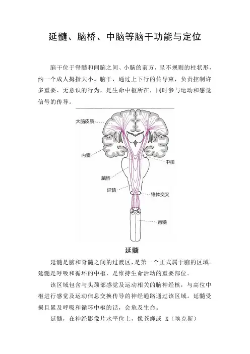 延髓、脑桥、中脑等脑干功能与定位