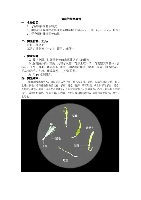 菊科的分类鉴别实验报告
