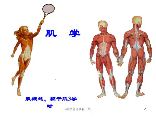 肌学总论及躯干肌课件