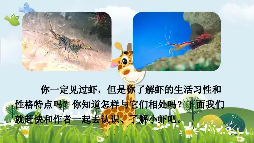 新版三年级下册语文课件-15 小虾｜人教(部编版) (共25张PPT)演示课件