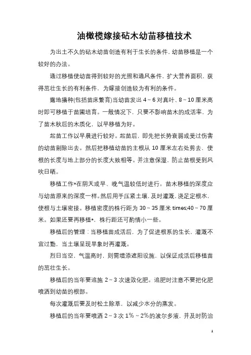 油橄榄嫁接砧木幼苗移植技术