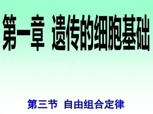 自由组合定律 课件-高一生物必修2同步教学课件(苏教版)