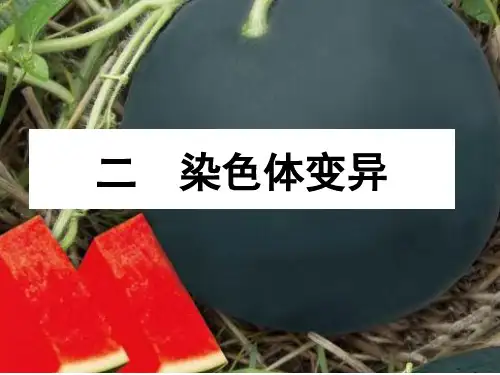 染色体变异公开课PPT
