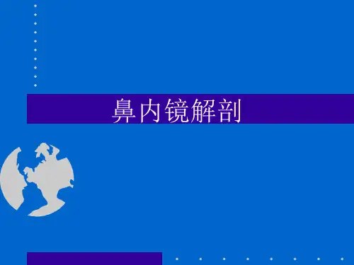 鼻内镜解剖课件
