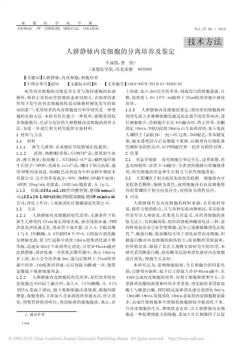 人脐静脉内皮细胞的分离培养及鉴定