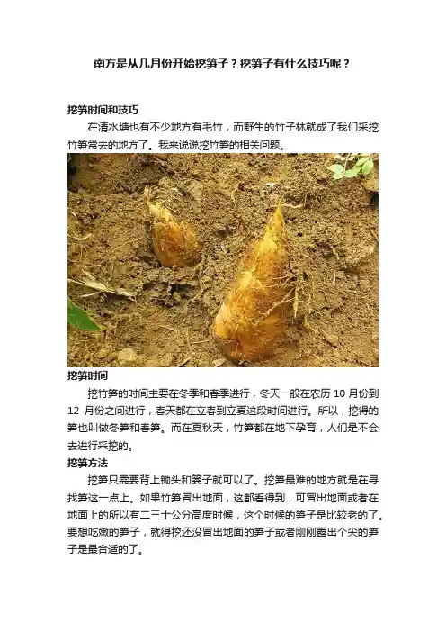 南方是从几月份开始挖笋子？挖笋子有什么技巧呢？