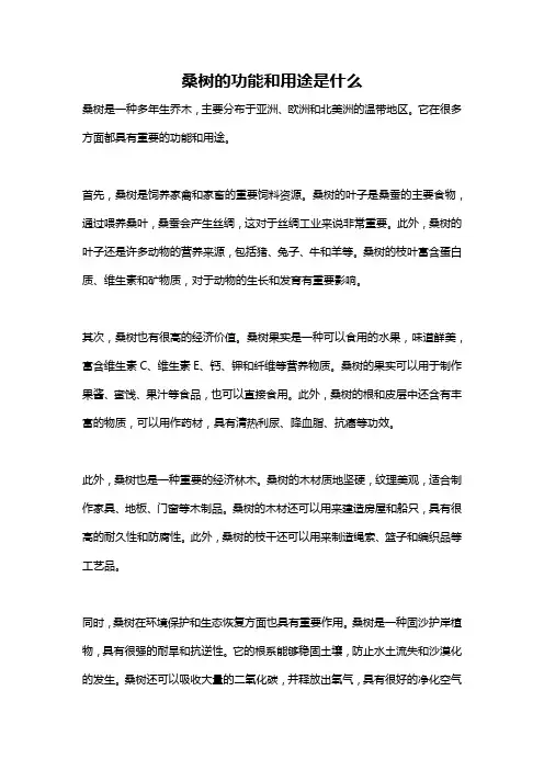 桑树的功能和用途是什么