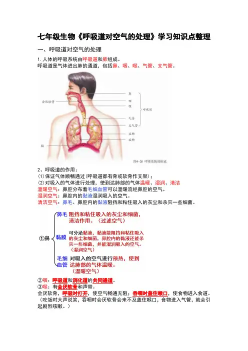 七年级生物《呼吸道对空气的处理》学习知识点整理