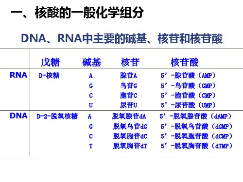 核酸的化学组成