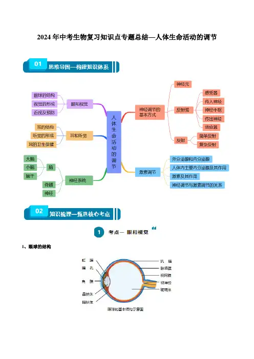 2024年中考生物复习知识点专题总结—人体生命活动的调节