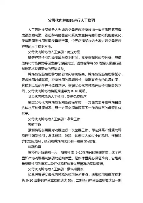 父母代肉种如何进行人工换羽