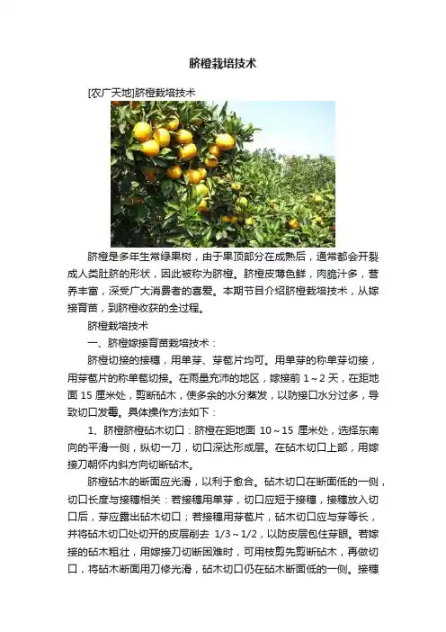脐橙栽培技术