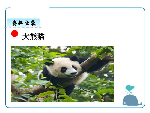大熊猫ppt优秀课件