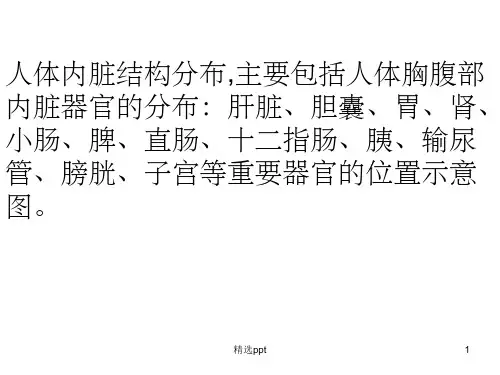 人体内脏结构图48500PPT课件